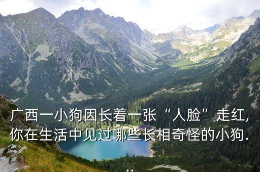 廣西一小狗因長著一張“人臉”走紅,你在生活中見過哪些長相奇怪的小狗...