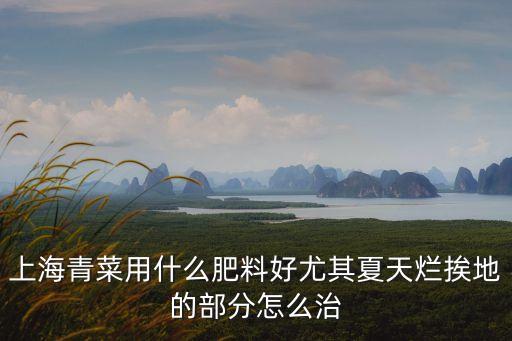 2019年上海市蔬菜推薦性農藥，菜藍子問題