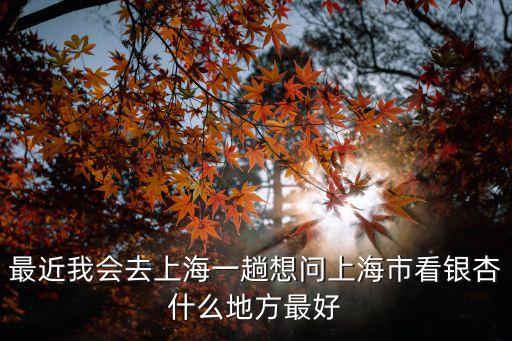 最近我會去上海一趟想問上海市看銀杏什么地方最好