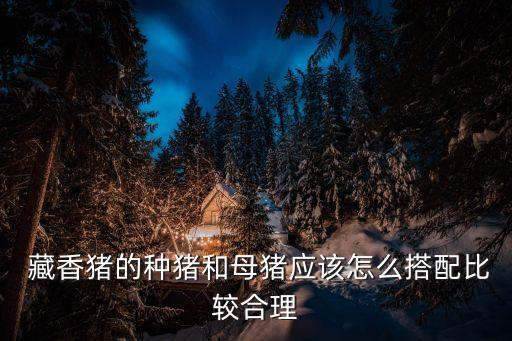 藏香豬養殖,藏香豬怎么飼養比較好?