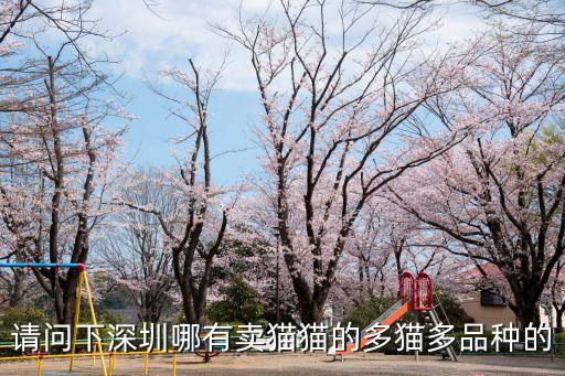 請問下深圳哪有賣貓貓的多貓多品種的