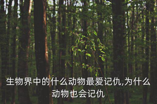 生物界中的什么動物最愛記仇,為什么動物也會記仇