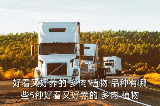 好看又好養(yǎng)的 多肉 植物 品種有哪些5種好看又好養(yǎng)的 多肉 植物