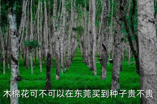 木棉花可不可以在東莞買到種子貴不貴