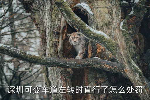 深圳清湖可變車道直行，深圳可變車道通行規則