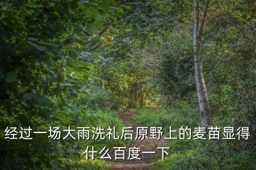 經過一場大雨洗禮后原野上的麥苗顯得什么百度一下