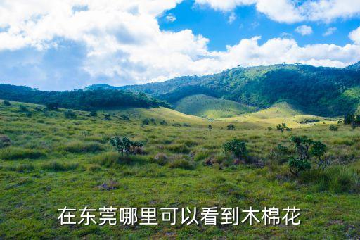 東莞橋頭木棉花，木棉花可不可以在東莞買到種子貴不貴