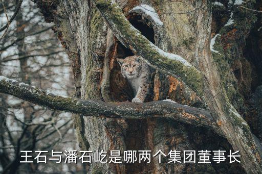 深圳眾夏地產(chǎn)老板，王石與潘石屹是哪兩個集團(tuán)董事長