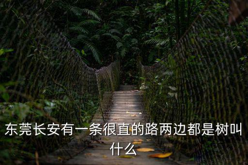 東莞橋頭廣場有什么樹，東莞公路邊一般栽的什么樹