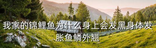 我家的錦鯉魚為什么身上會發黑身體發脹魚鱗外翹