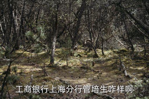 工商銀行上海分行管培生咋樣啊