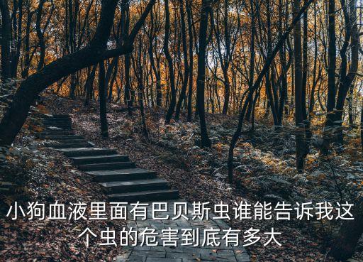 小狗血液里面有巴貝斯蟲誰能告訴我這個蟲的危害到底有多大