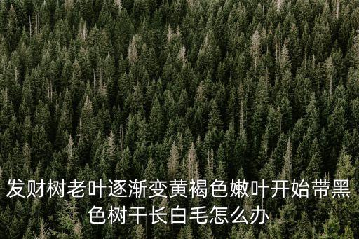 發財樹老葉逐漸變黃褐色嫩葉開始帶黑色樹干長白毛怎么辦