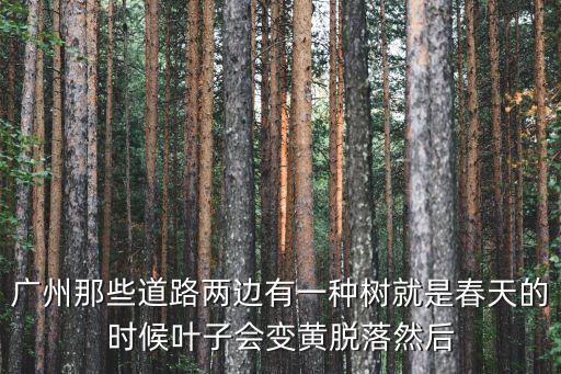 廣州那些道路兩邊有一種樹(shù)就是春天的時(shí)候葉子會(huì)變黃脫落然后
