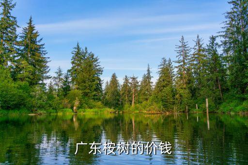 廣州桉樹多少錢一顆，廣東地區桉樹樹苗多少錢一株