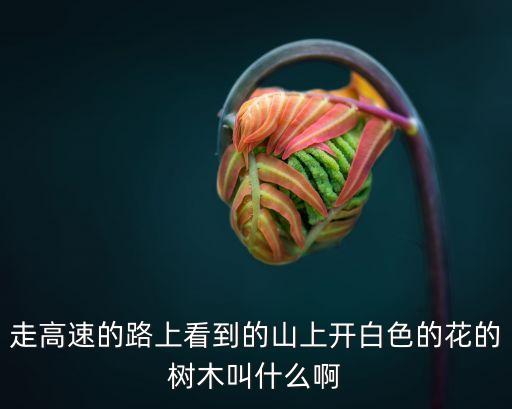 廣州把花秋木叫啥子，花楸木急急急