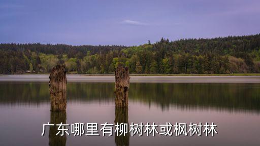 廣東東莞龍川貝嶺鎮(zhèn)最新新聞，龍川有啥特大新聞