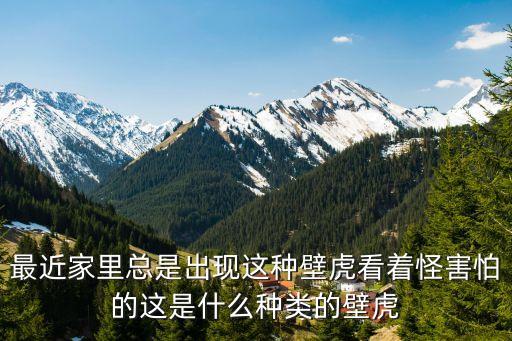 最近家里總是出現(xiàn)這種壁虎看著怪害怕的這是什么種類的壁虎