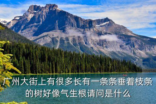 廣州路邊榕樹圖片，廣州路邊的那種有垂下來的藤條的樹叫什么名字隨處可見的