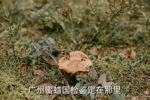 廣州蜜蠟國檢鑒定在那里