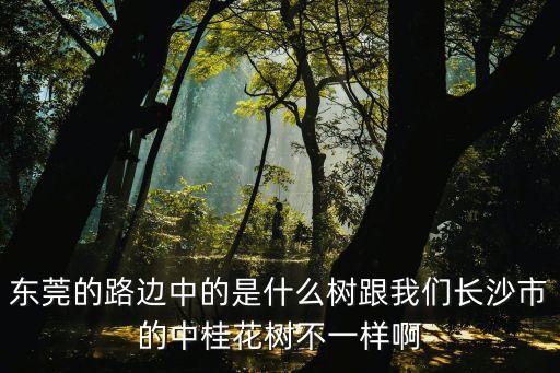 東莞的路邊的很高的樹是什么樹，東莞長安有一條很直的路兩邊都是樹叫什么