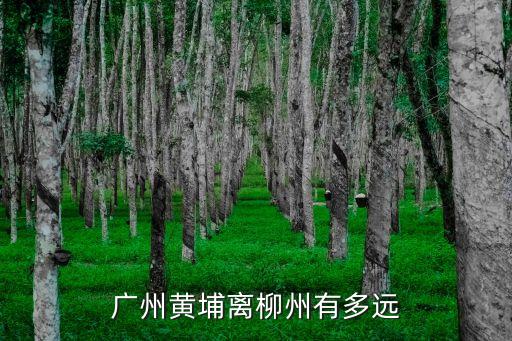 廣州黃埔離柳州有多遠(yuǎn)