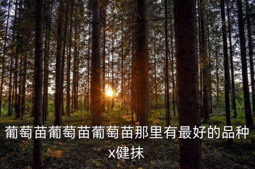 葡萄苗葡萄苗葡萄苗那里有最好的品種x健抹