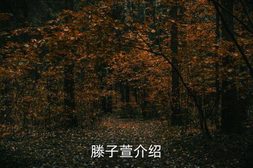 滕子萱介紹
