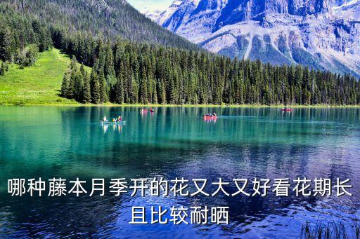 廣州木香開花嗎，廣州的氣候能種藤本月季與木香嗎