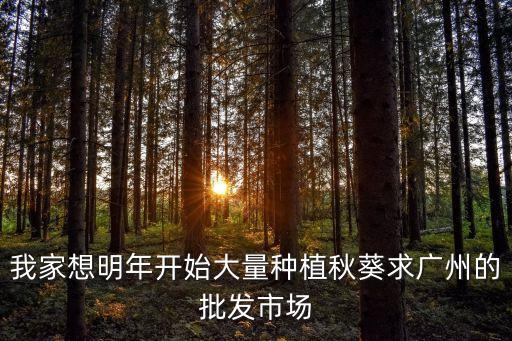 我家想明年開始大量種植秋葵求廣州的批發市場