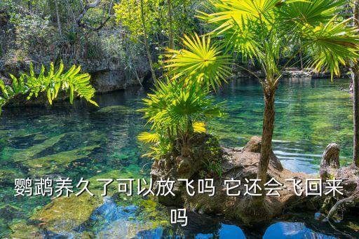 鸚鵡養久了可以放飛嗎 它還會飛回來嗎