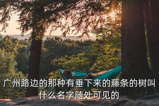 廣州路邊的那種有垂下來的藤條的樹叫什么名字隨處可見的