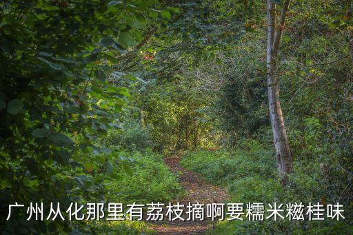 廣州從化那里有荔枝摘啊要糯米糍桂味