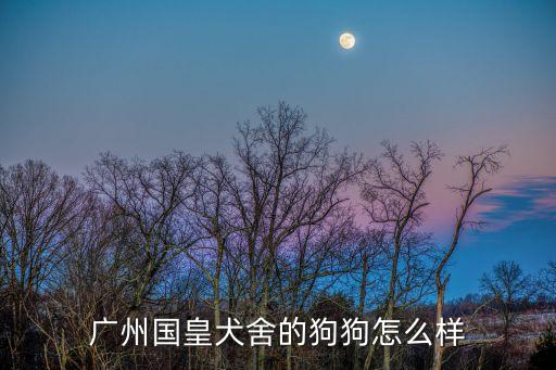 廣州國皇犬舍的狗狗怎么樣