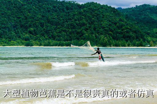 深圳有芭蕉樹賣，廣東地區(qū)哪里有芭蕉
