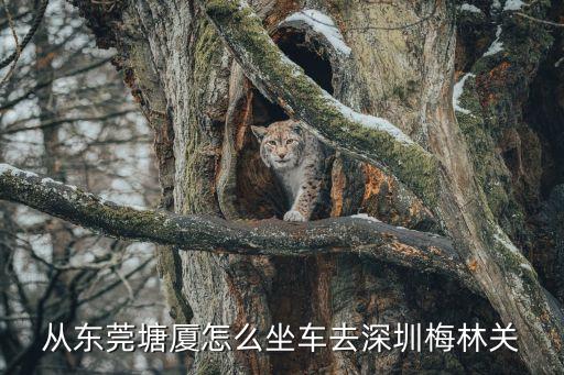 從東莞塘廈怎么坐車去深圳梅林關(guān)