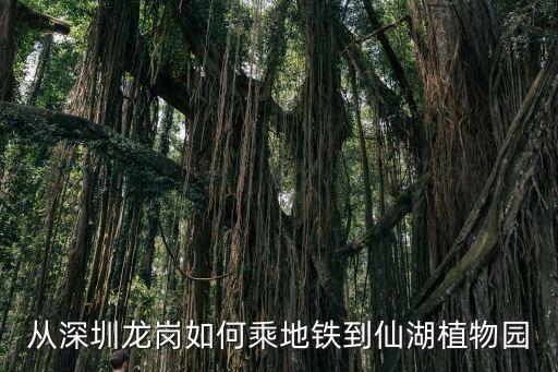 深圳至仙湖地鐵規(guī)劃，從深圳龍崗如何乘地鐵到仙湖植物園