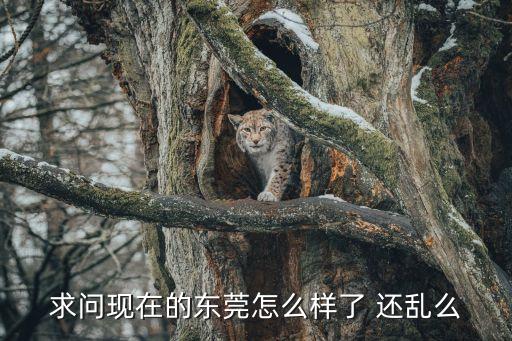 求問現在的東莞怎么樣了 還亂么