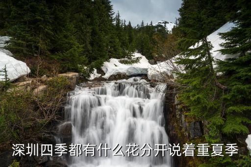 深圳四季都有什么花分開說著重夏季