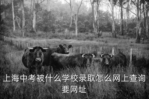 上海市教育局中考錄取名單，上海中考被什么學(xué)校錄取怎么網(wǎng)上查詢要網(wǎng)址