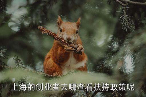 上海的創業者去哪查看扶持政策呢