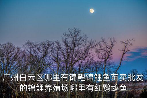 廣州市魚苗批發市場，廣州魚類批發市場在哪里