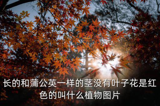 南非葉的圖片，這一類的圖片