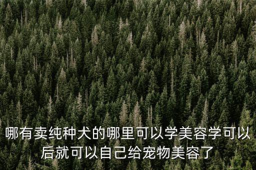 哪有賣純種犬的哪里可以學(xué)美容學(xué)可以后就可以自己給寵物美容了