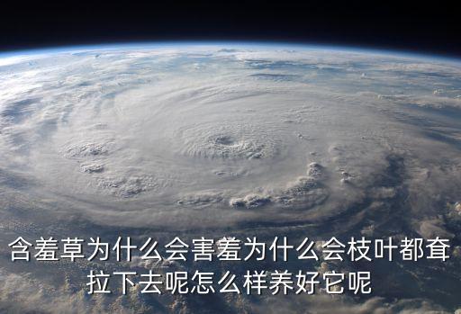羞澀草，含羞草的資料含羞草怎么養 含羞草為什么會害羞 含羞草的特點
