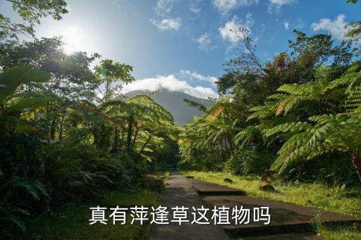 真有萍逢草這植物嗎