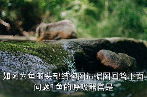 魚圖，誰有四大家魚的圖片啊現在急需要