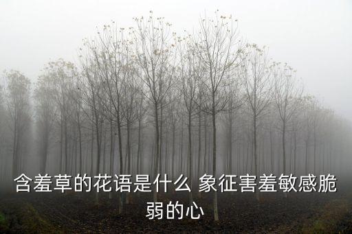 含羞草的花語是什么 象征害羞敏感脆弱的心