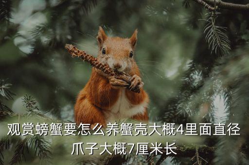 觀賞螃蟹，觀賞螃蟹適合什么環(huán)境