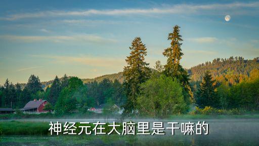 大腦神經(jīng)元，大腦有幾個神經(jīng)元